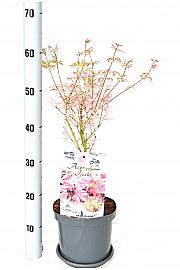 Acer palmatum Ijoshi C5 Lit. 40-50 cm
