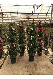 Dipladenia Variety Mix Tropical Coast Ø30