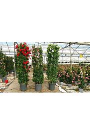 Dipladenia Variety Mix Tropical Coast Ø45