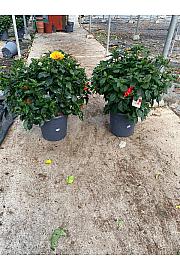 Hibiscus Longlife Yupla Ø45