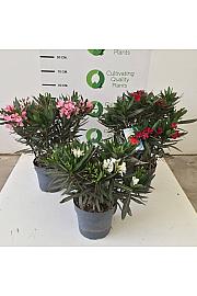 Nerium Oleander Ø24