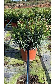 Nerium Oleander Evolution Ø20