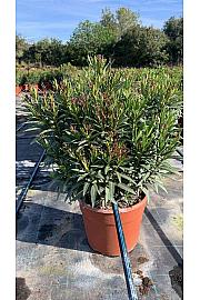 Nerium Oleander Evolution Ø28