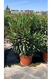 Nerium Oleander Ø40