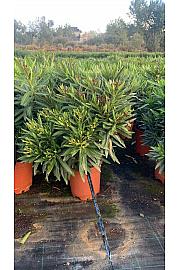 Nerium Oleander Tricolor Ø25