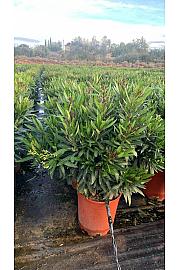 Nerium Oleander Tricolor Ø30