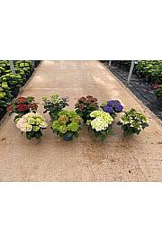 Hortensia Ø20