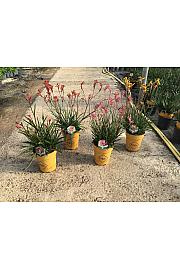 Anigozanthus Hibrido Downunder Dreams Ø24