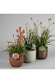 Anigozanthus Hibrido Downunder Dreams Ø30