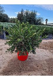 Callistemon Captain Cook Ø30