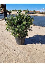 Callistemon Captain Cook Ø40