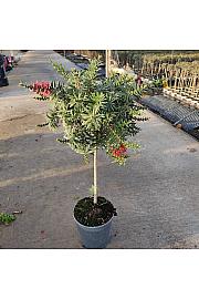 Callistemon King Park Ø21