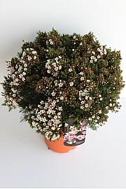 Chamelaucium (Wax Flower) Ø30