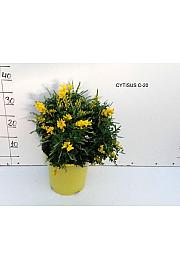 Cytisus Ø20