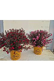 Leptospermum Scoparium Downunder Dreams Ø18