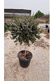 Leptospermum Scoparium Ø40