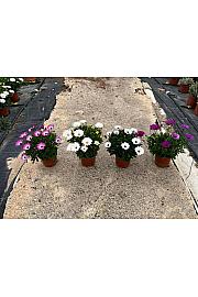 Osteospermum Ecklonis Ø15