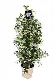 Trachelospermum Jasminoides Ø20
