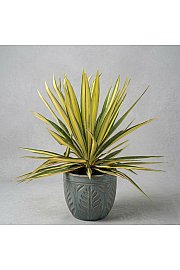 Yucca Gloriosa Color Guard Western Desert Dreams Ø26