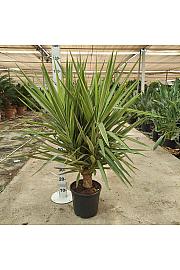 Yucca Jewel Ø30