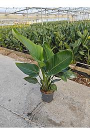 Strelitzia Augusta Nicolai Ø18