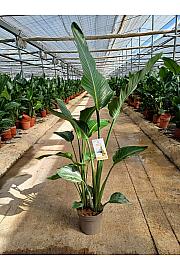 Strelitzia Augusta Ø24