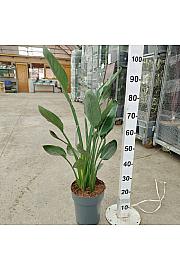 Strelizia Reginae Ø26