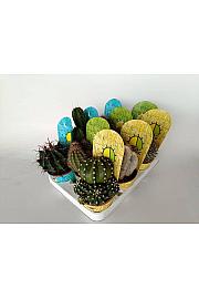 Cactus Mix Ø10