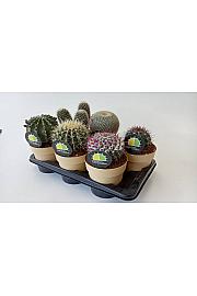Cactus Ø17