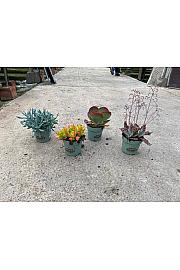 Kalanchoe Mix Western Desert Dreams Ø14