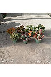 Kalanchoe Mix Western Desert Dreams Ø18