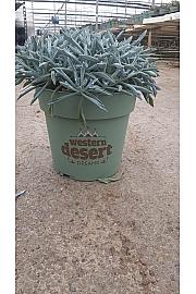 Senecio Trident Blue Western Desert Dreams Ø24