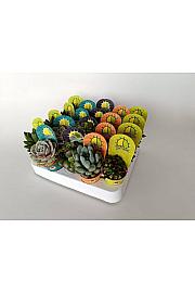 Succulent Plants Mix Ø5