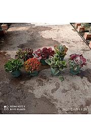 Succulents Mix Western Desert Dreams Ø24