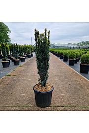 Taxus baccata Fast. Robusta C11 Lit. 50-60 cm