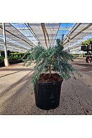 Cedrus deodara Feeling Blue C8 Lit. 30-40 cm