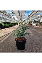Cedrus libani Horstmanns Silberspitz C8 Lit. 35-40 cm