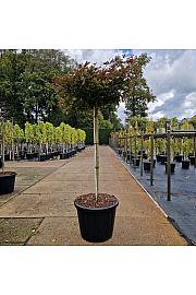 Acer palm. Rhode Island Red C80 Lit. Na steblu 110 cm Krošnja 60-70 cm