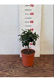 Citrus aurantifolia Lime Rosso Ø17 Na steblu 20 cm