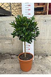 Citrus microcarpa Calamondin Ø30 Na steblu 50 cm