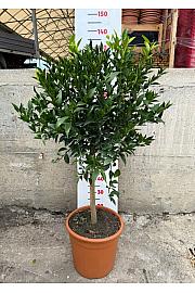Citrus sinensis Mandarina Ø30 Na steblu 50 cm