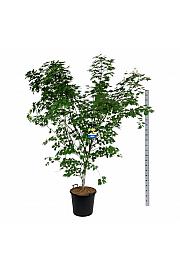 Acer pseudosieboldianum Arctic Jade® C55 Lit. 200-225 cm extra