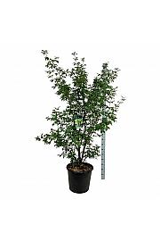 Acer griseum C55 Lit. 150-175 cm extra