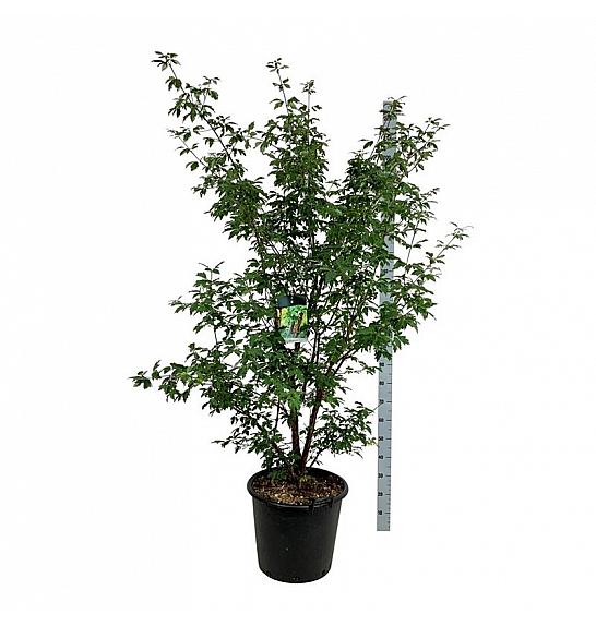 Acer griseum C55 Lit. 150-175 cm extra