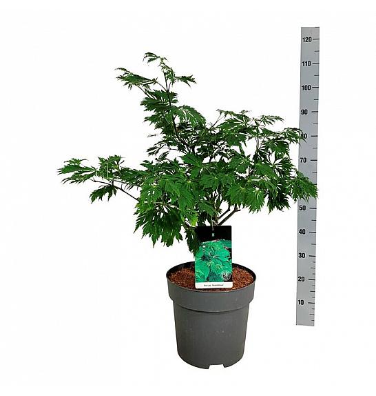 Acer japonicum Aconitifolium C10 Lit. 60-80 cm