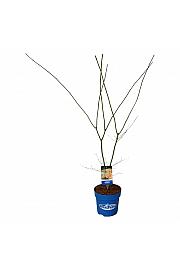 Acer pseudosieboldianum North Wind ® C15 Lit. 125-150 cm