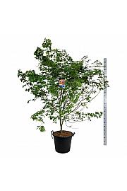 Acer pseudosieboldianum North Wind ® C55 Lit. 200-225 cm extra