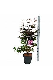 Acer palmatum Atropurpureum C10 Lit. 60-80 cm