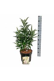 Buddleja davidii Butterfly Candy Little White C7,5 Lit. 40-50 cm