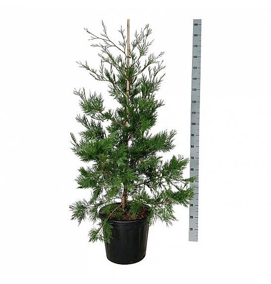 Calocedrus decurrens Pillar C30 Lit. 125-150 cm extra